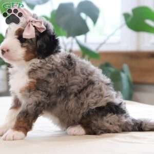 Oaklynn, Mini Bernedoodle Puppy